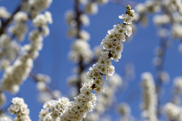 Flores brancas de uma arvore de amêndoas