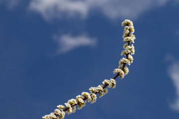 Flores brancas de uma arvore de amêndoas