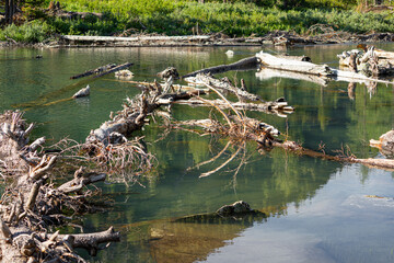 Fototapeta na wymiar logs formed a jam on a mountain river