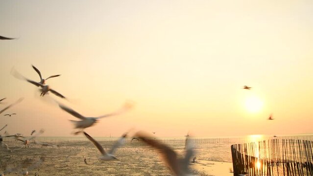 4k panning shot natural coast's view during sunset and wildlife scene of flying and walking seagull bird at Bangpoo recration center in Samutprakarn.This is famous torist spot and mangrove forest area