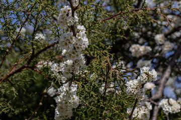 Flores brancas de uma arvore de amêndoas