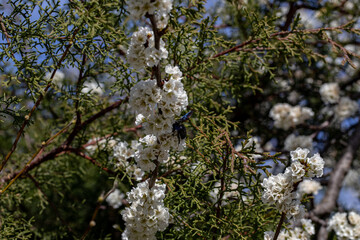 Flores brancas de uma arvore de amêndoas