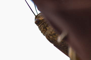 Close up de um grande gafanhoto