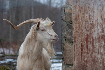 Portrait of a goat in a farm