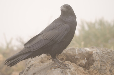 Canary Islands raven Corvus corax canariensis in the fog. Las Nieves Natural Park. La Palma. Canary...