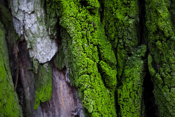 tree bark with green moss and lichen. Natural background