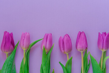 Purple tulips on purple background