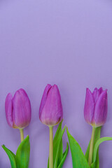 Purple tulips on purple background