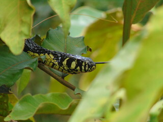 Yellow and black snake