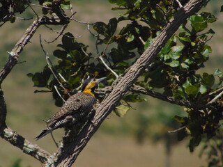 red backed shrike