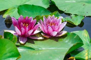 梅雨の晴れ間に咲く睡蓮