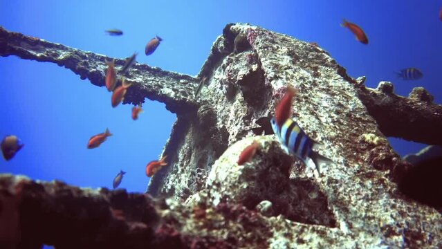 underwater flyover of shipwreck with fishes among wreckage. Maldives