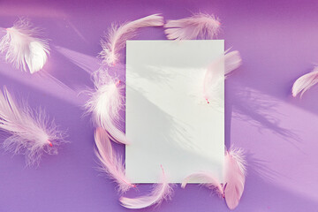 White mockup with pink feathers and shadows. Happy birthday, invitation, anniversary festive holidays wishing concept. Purple color background. Copy space