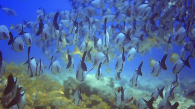 50 fps underwater flock of silver and yellow fish,swim near coral reef.Maldives
