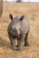 Obraz premium Cute White Rhino Calf, South Africa