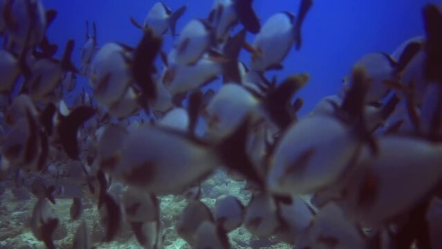 underwater view of group silver fish near the rocky bottom. Maldives
