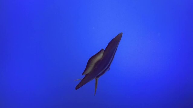 underwater view of lonely flat faded-zebra fish swim near water surface