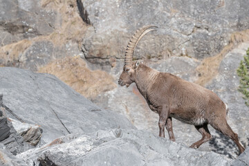 All the elegance of Alpine ibex male, the king of the Alps mountains (Capra ibex)