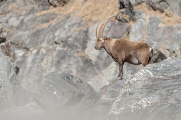 Alpine ibex on the rock in sunny day (Capra ibex)