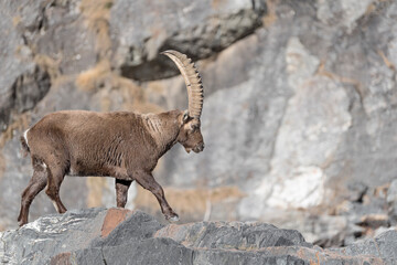 Walking on the rocks, the mighty Ibex mountain (Capra ibex)