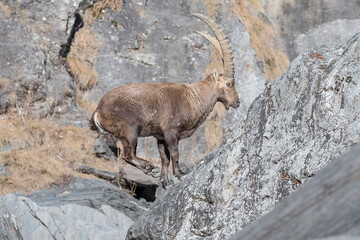 The jump, Alpine ibex on extreme terrain (Capra ibex)
