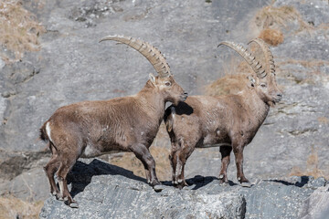 Two ibexes male on the rocks (Capra ibex)