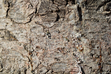 Norway spruce