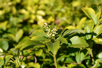 Japanese pachysandra