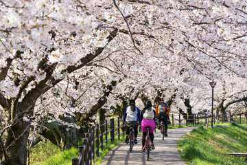 満開の桜並木の下を自転車に乗った人々が通り過ぎて行く