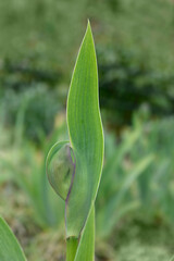 Tall bearded iris Tarn Hows