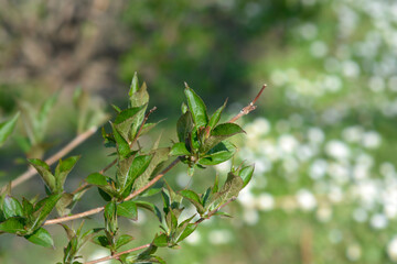 Old-fashioned weigela