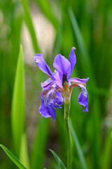 Siberian iris