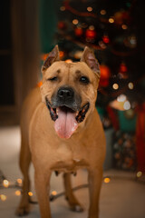staffordshire terrier disabled dog christmas