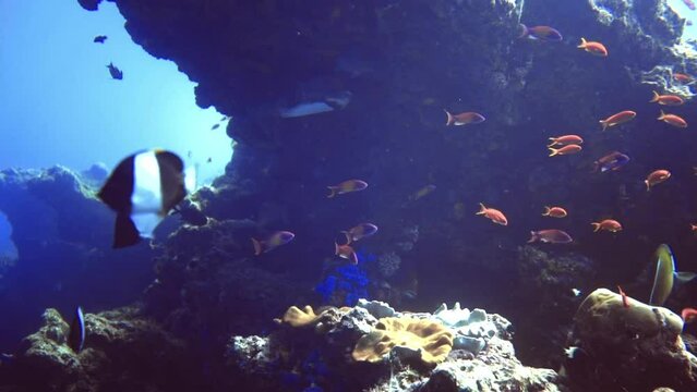 group of different fish near rock on bottom of coral reef. Maldives