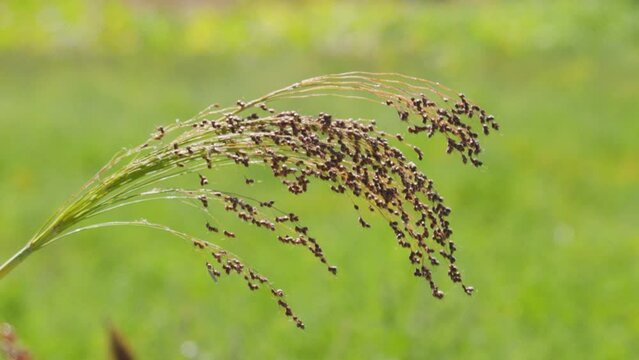 Growing proso millet in agriculture. Plant of Panicum Miliaceum, commonly known as Proso Millet or Common Millet. Ripening brush of millet proso in the field