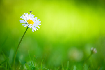 Green grass with daisy flower (Bellis perennis). Small fly perching on white petal. Selective focus and very shallow depth of field. © ekim