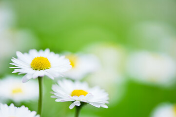 Plakat Daisies (Bellis perennis) blooming in the field. Selective focus and shallow depth of field.
