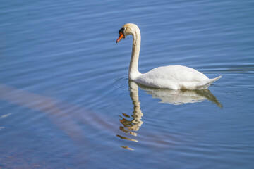 コブハクチョウ