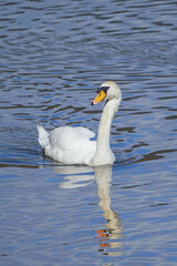 コブハクチョウ