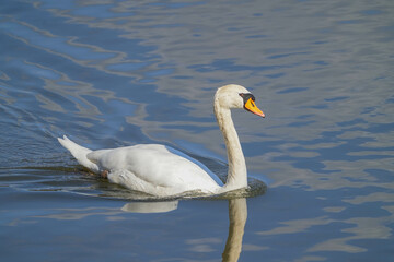 Obraz premium コブハクチョウ