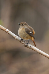 Fototapeta premium ジョウビタキ