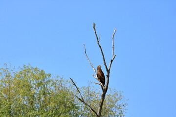 white tailed eagle in Danube Delta Romania