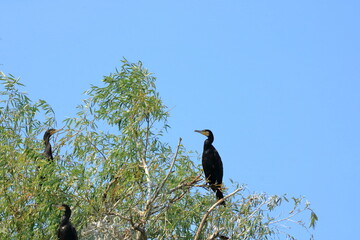 European Cormorant in the Danube Delta