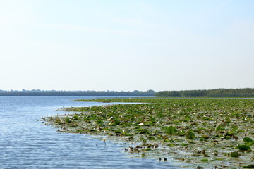 Little Yellow Waterlily in Danube Delta