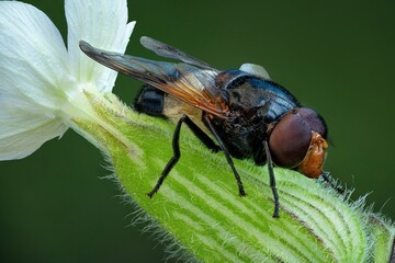 fly on leaf