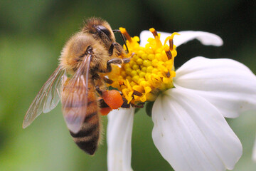 Abeille butinant, vue dorsale de profil, posée sur un capitule jaune entouré de bractées...