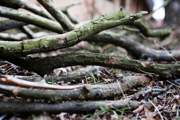 dry brushwood close-up in nature . Natural background