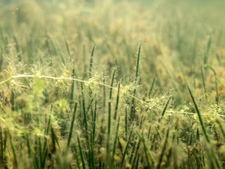 Bladdewort water plant over lake quillwort growing on lake bottom
