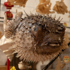 Dried pufferfish hanged in a dry seafood shop in Tai O