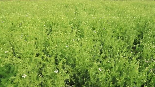 Blooming Green Nigella sativa flowers swing in the wind in the field. Beautiful Green Flowers Background Landscape view.
